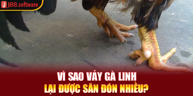 vi-sao-vay-ga-linh-lai-duoc-san-don-nhieu